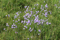 F Harebells 13 small