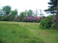 NorthHants Rhododendron