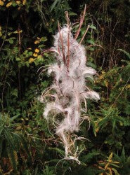 RosebayWillowherb Seedheads