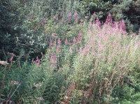 RosebayWillowherb