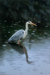 Garside heron