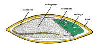 SeedComposition