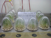 SeedTestingLaboratory