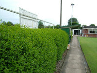 newprt-bowls-hedge.jpg