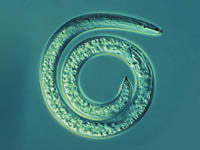 SpiralNematodeCutOut.jpg