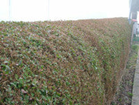 dbates-hedge.jpg