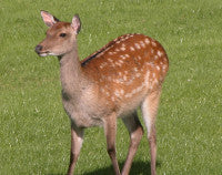 Deer #1.jpg