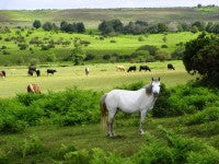 NewForest