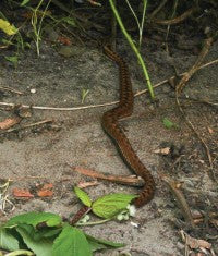 Sunningdale Adder