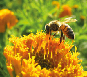 Operation Pollinator Bee on flower