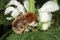 Bombus humilis web