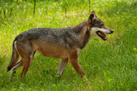 Eurasian Wolf