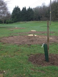 Bridgnorth Non indigenous trees are being replaced