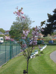 FarnboroughHill TennisCourts