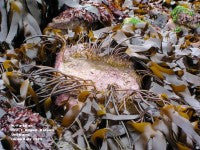 Laminaria Digitata 2.jpg