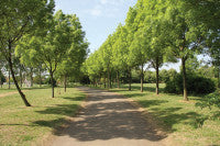 MarcusYoung Park