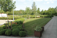 MarcusYoung gardens2