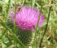 C Vulgare flower