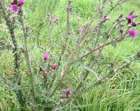 Marsh thistle in flower