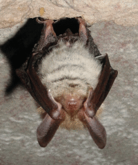 Bechsteinâ€™s bat (Myotis bechsteinii) Wiki