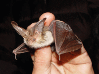 Brown long eared bat (Plecotus auritus) Wiki