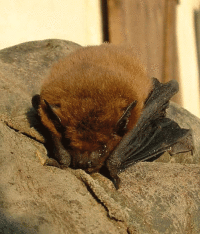 Common pipistrelle (Pipistrellus pipistrellus) Wiki