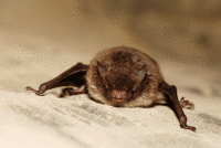 Daubentonâ€™s bat (Myotis daubentonii) Wiki