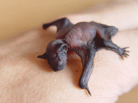 Newborn common pipistrelle Wiki