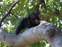 BlackSquirrel2 RGBStock