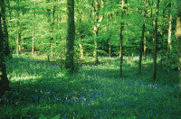 Bluebells