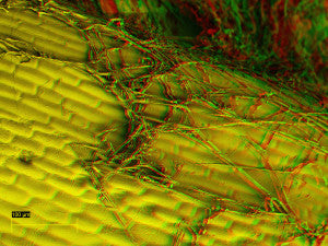 Mycelium control on the leaf surface 2 mr