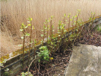 rusted-JapaneseKnotweed.jpg