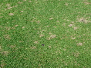 Dollar Spot