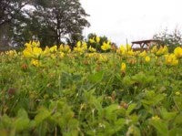 birdsfoot-trefoil-clump.jpg