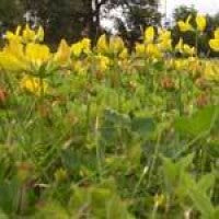 birdsfoot-trefoil.jpg