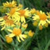 ragwort-flower1.jpg