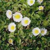 bellis_perennis1.jpg