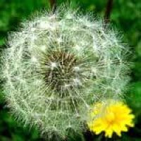 DandelionSeedhead.jpg