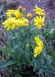 Oxford Ragwort