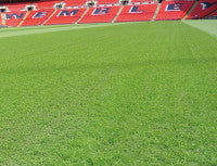 100% ryegrass mix special to Wembley