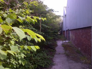 Be careful not to miss the window for treating Japanese Knotweed