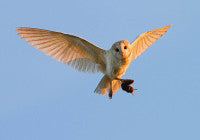 BarnOwl