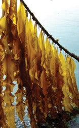 mature seaweed on rope.jpg