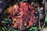 red seaweed.jpg