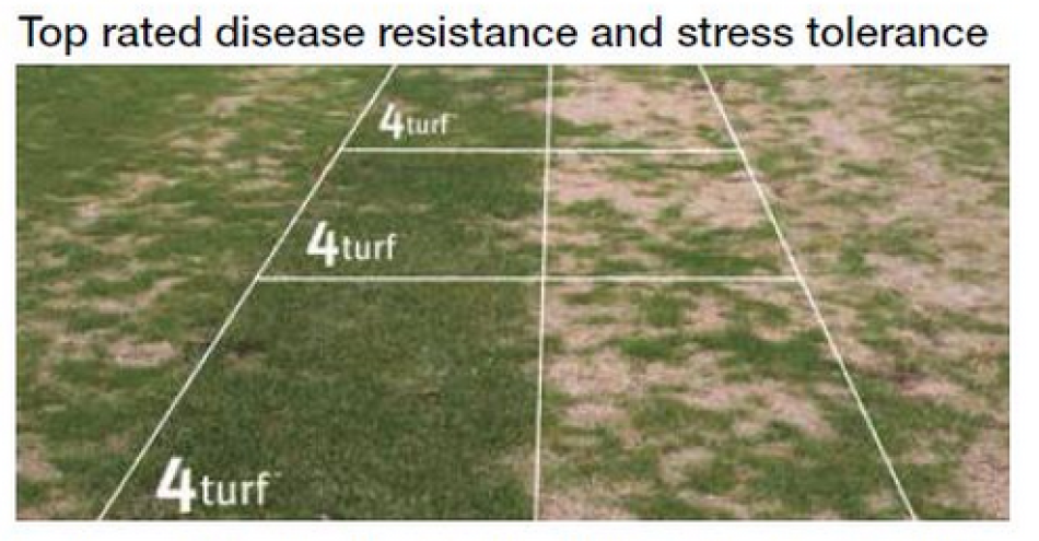 Johnsons 4TURF Disease Resistance