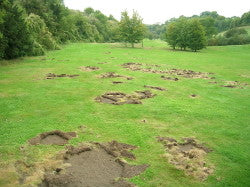 Damage caused by Garden Chafer Beetle