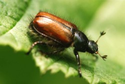 Garden Chafer Beetle