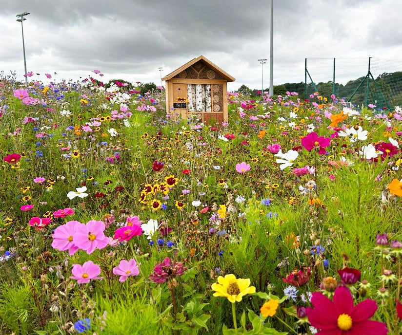 Bird & Insect Attraction Wildflower Seeds