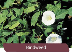 Bindweed