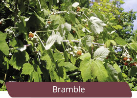 Bramble